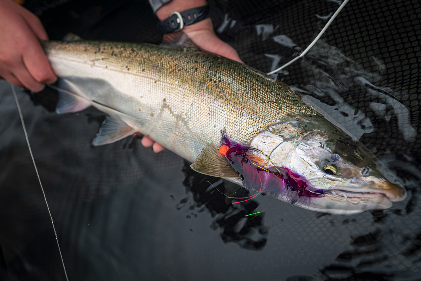 Skykomish River Fly Fishing Salmon, Steelhead
