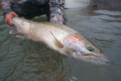 Humptulips River Fly Fishing Salmon, Steelhead