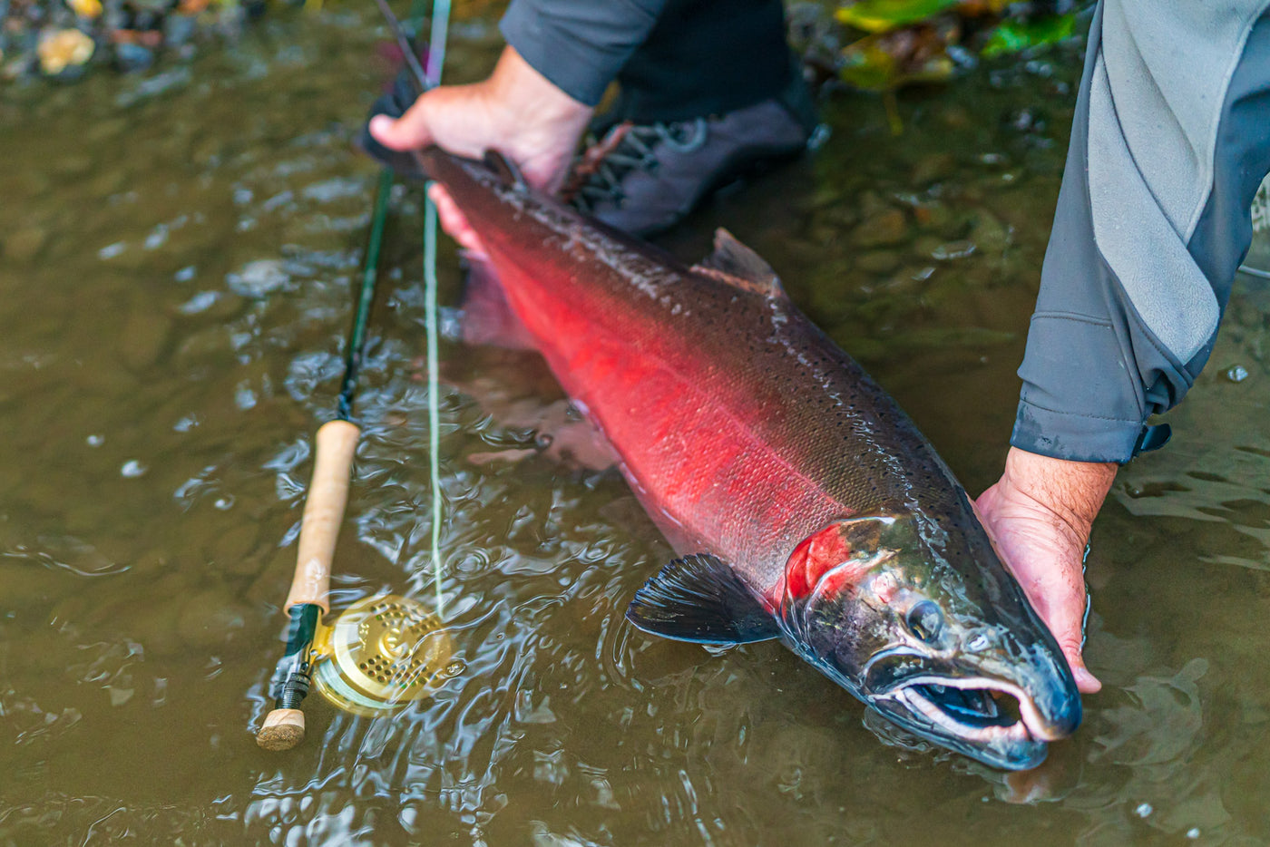 Satsop River Fly Fishing For Salmon, Steelhead
