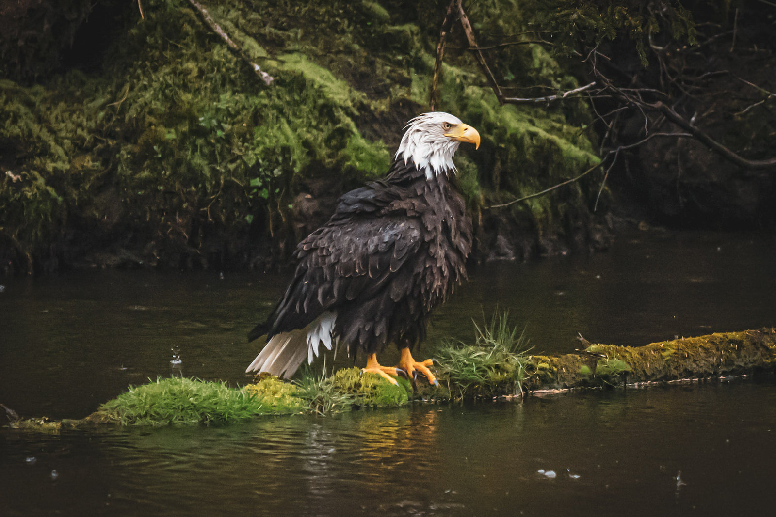 ALASKAN BALD EAGLE - TOP GUN
