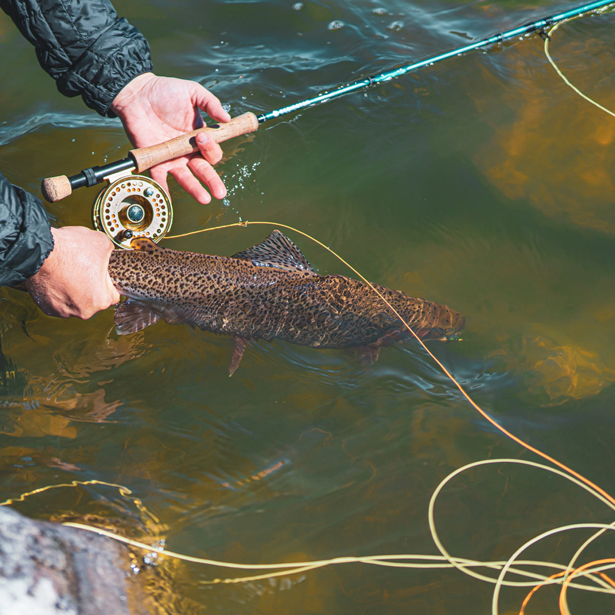 FLY LINES