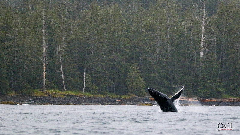 QUEEN CHARLOTTE LODGE in HAIDA GWAII - SALMON, COHO &amp; HALIBUT