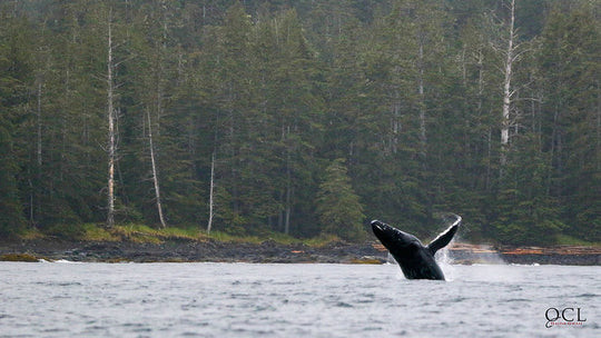 QUEEN CHARLOTTE LODGE in HAIDA GWAII - SALMON, COHO &amp; HALIBUT