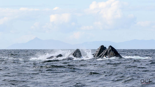 QUEEN CHARLOTTE LODGE in HAIDA GWAII - SALMON, COHO &amp; HALIBUT