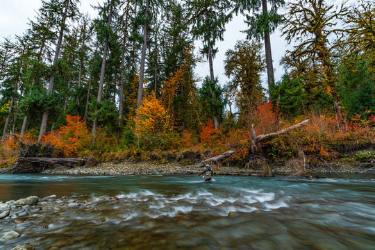 OLYMPIC NATIONAL PARK &amp; RAIN FOREST PHOTOGRAPHY / SIGHTSEEING TOUR