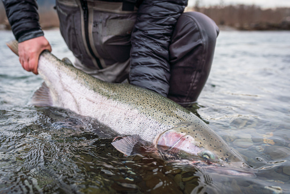 Sauk River Fly Fishing For Salmon, Steelhead