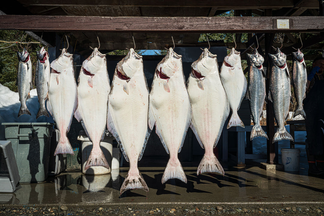 fresh catch of fish from Situk River
