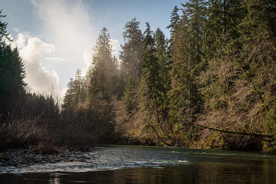 OLYMPIC NATIONAL PARK &amp; RAIN FOREST PHOTOGRAPHY / SIGHTSEEING TOUR