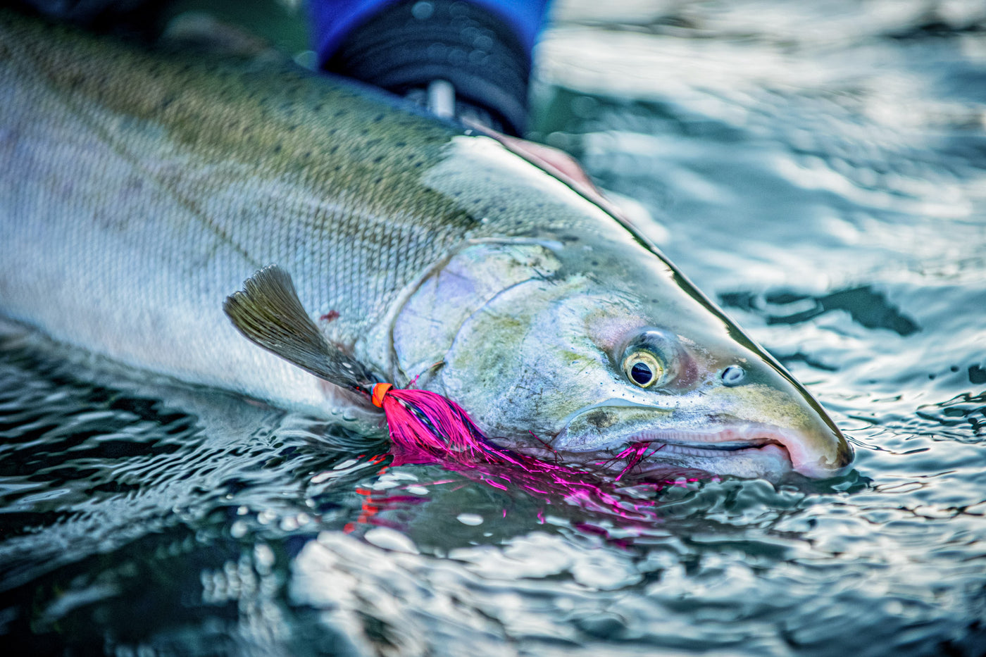 Quinault River Fly Fishing Salmon, Steelhead