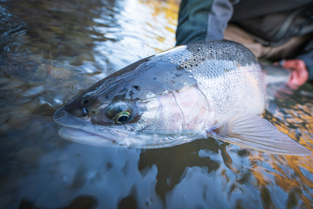 Sauk River Fly Fishing For Salmon, Steelhead