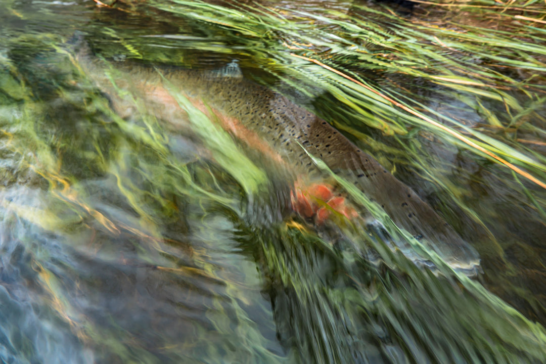 Wynoochee River Fly Fishing For Salmon, Steelhead