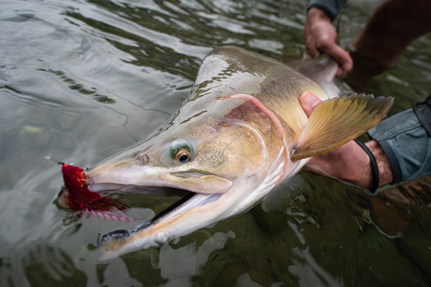 Skykomish River Fly Fishing Salmon, Steelhead
