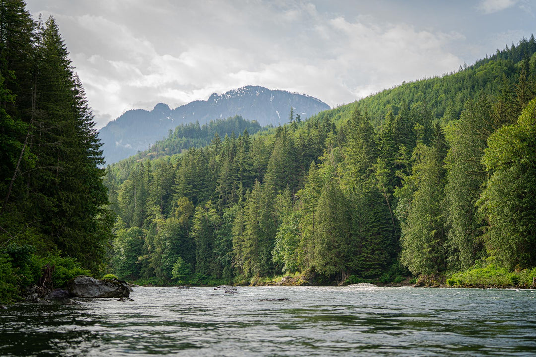 Skykomish River Fly Fishing Salmon, Steelhead