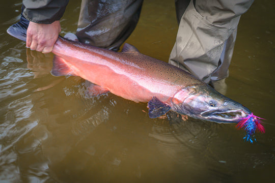 Satsop River Fly Fishing For Salmon, Steelhead