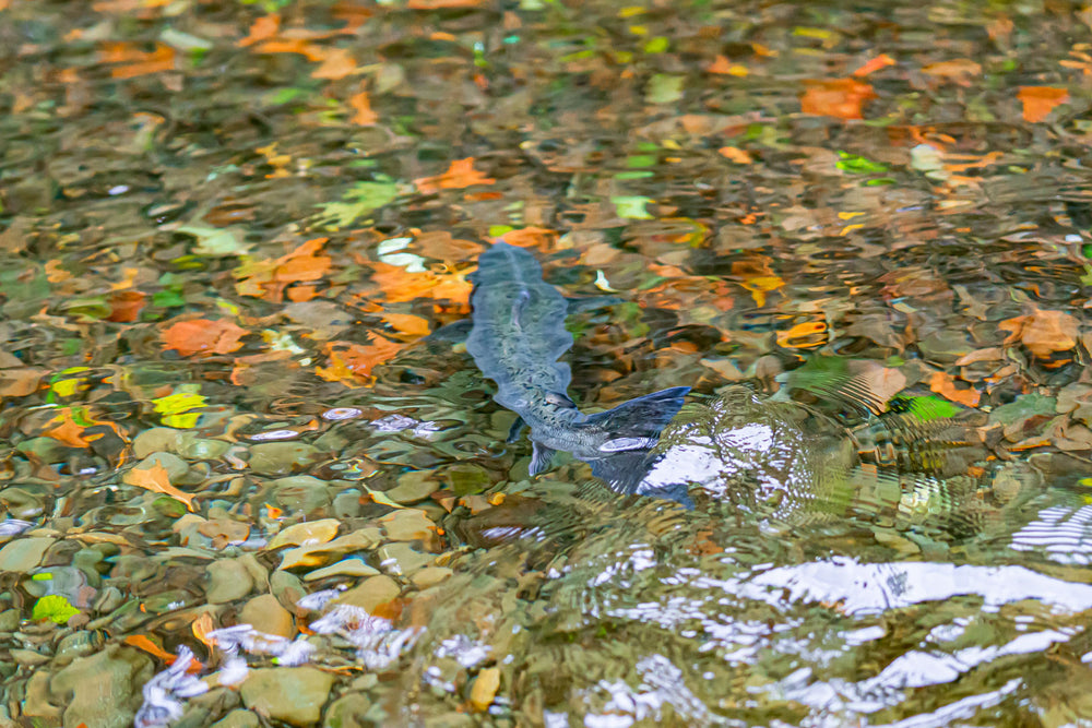 Humptulips River Fly Fishing Salmon, Steelhead