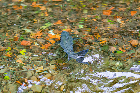 Humptulips River Fly Fishing Salmon, Steelhead