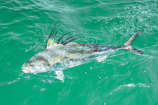 Baja Mexico with Fly Fish Mex