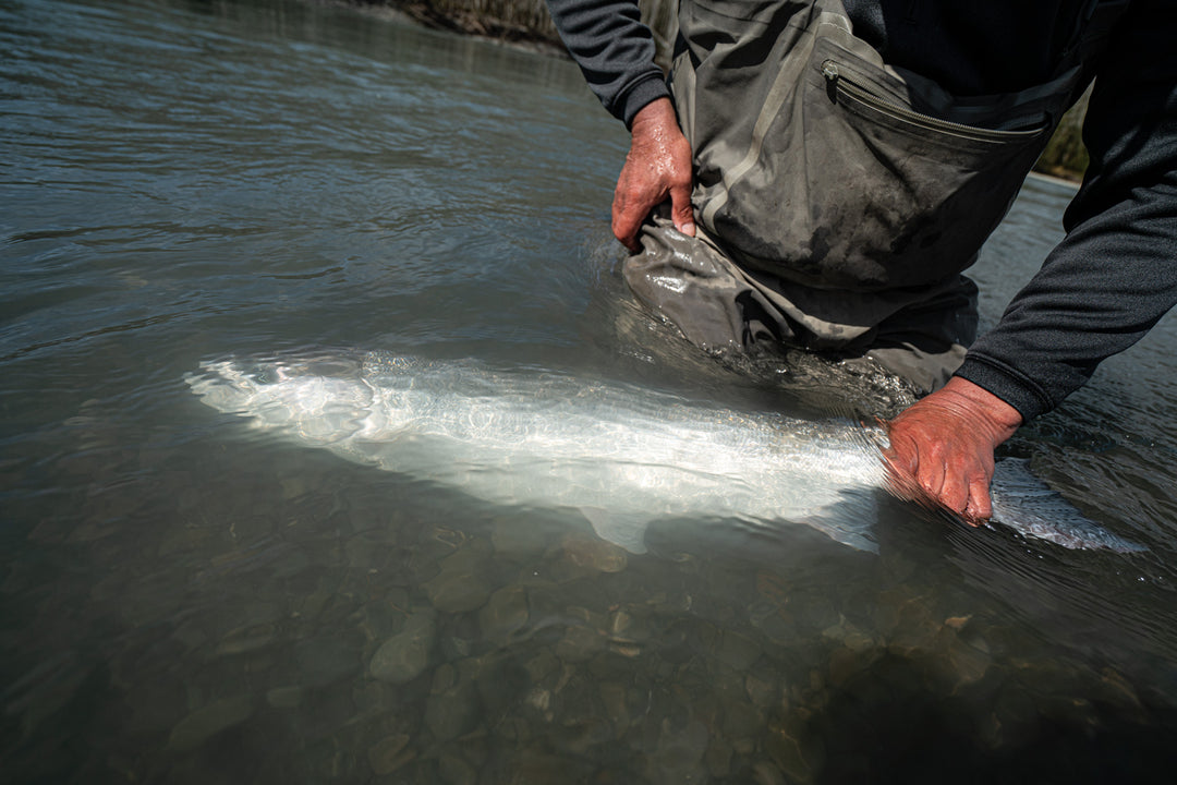 Hoh River Fly Fishing For Salmon, Steelhead