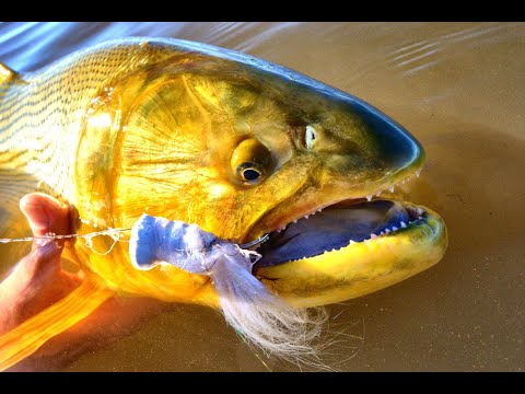 Golden Dorado @ Golden Dorado River Cruiser - COMING SOON